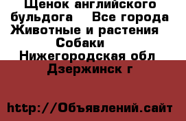 Щенок английского бульдога  - Все города Животные и растения » Собаки   . Нижегородская обл.,Дзержинск г.